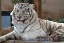 tigris1.jpg