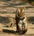 tigris3.jpg